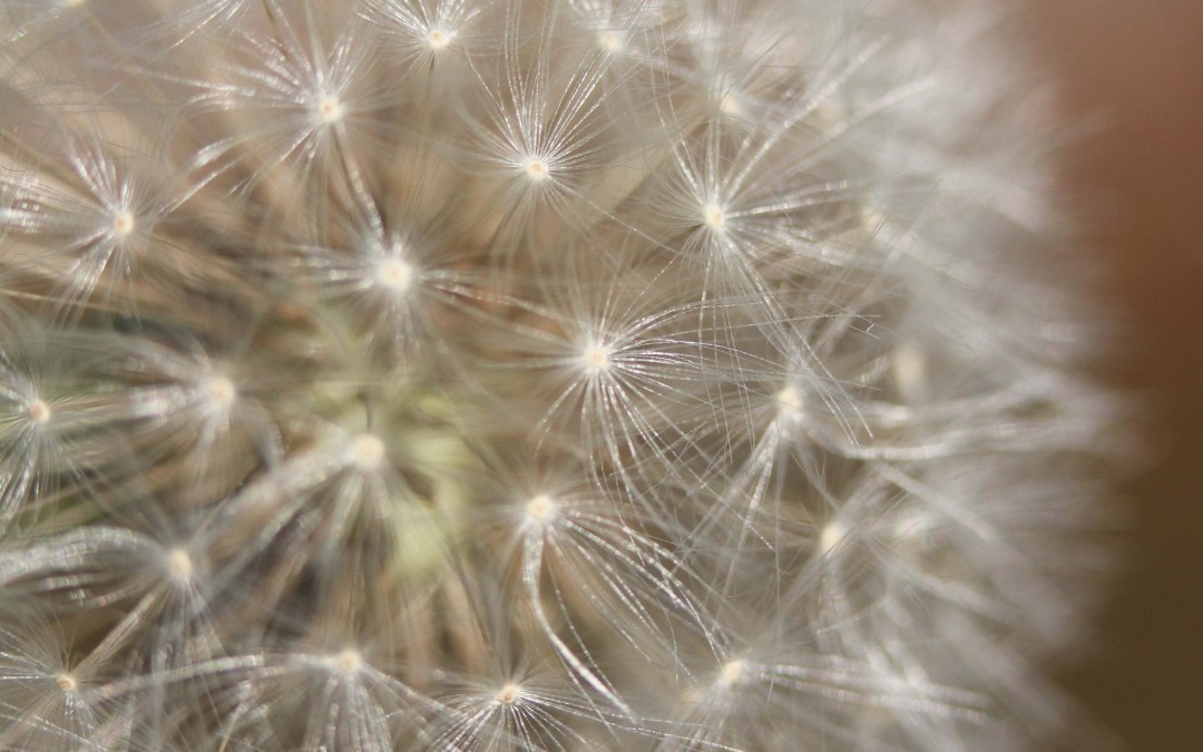 Craniosacral Therapy